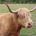 Hairy Coo